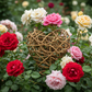 Thankgoods Rebenherz in Rosenbeet